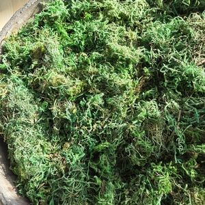 Natural Green Moss Decor